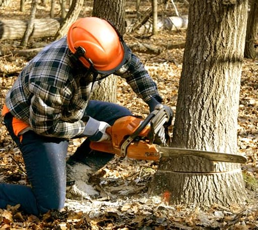 Tree Removal in Wilcox, PA